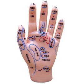 EdisonBrain Rubbing Reflection Area Acupuncture Manipulative Model Hand Model