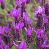 French Lavender Seeds (Lavandula stoechas) Packet of 20 Seeds