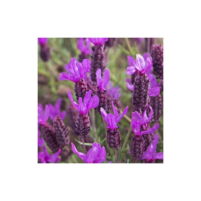 French Lavender Seeds (Lavandula stoechas) Packet of 20 Seeds