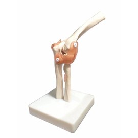 BoNew-Oral Life Size Elbow Joint Anatomical Model Skeleton - Human Medical Anatomy