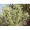Cactus Buckhorn Cholla Cactus Seeds (Cylindropunti