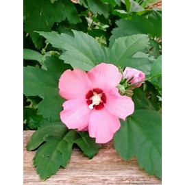 White & Pink 200 White & Pink Rose of Sharon Hibiscus Flower Tree Bush Seeds