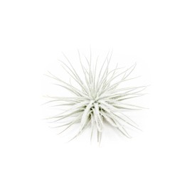 Large Tectorum Ecuador Air Plant - Live Tillandsia Succulent House Plants - Available in Wholesale and Bulk - Home and Garden Decor - Easy Care Indoor and Outdoor Plants (Large-1 PC)