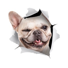Winston & Bear - 2 Pack - 3D Dog Stickers - Winking French Bulldog Sticker for Wall, Fridge, Toilet and More - Retail Packaged