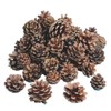 Natural Pine Cones