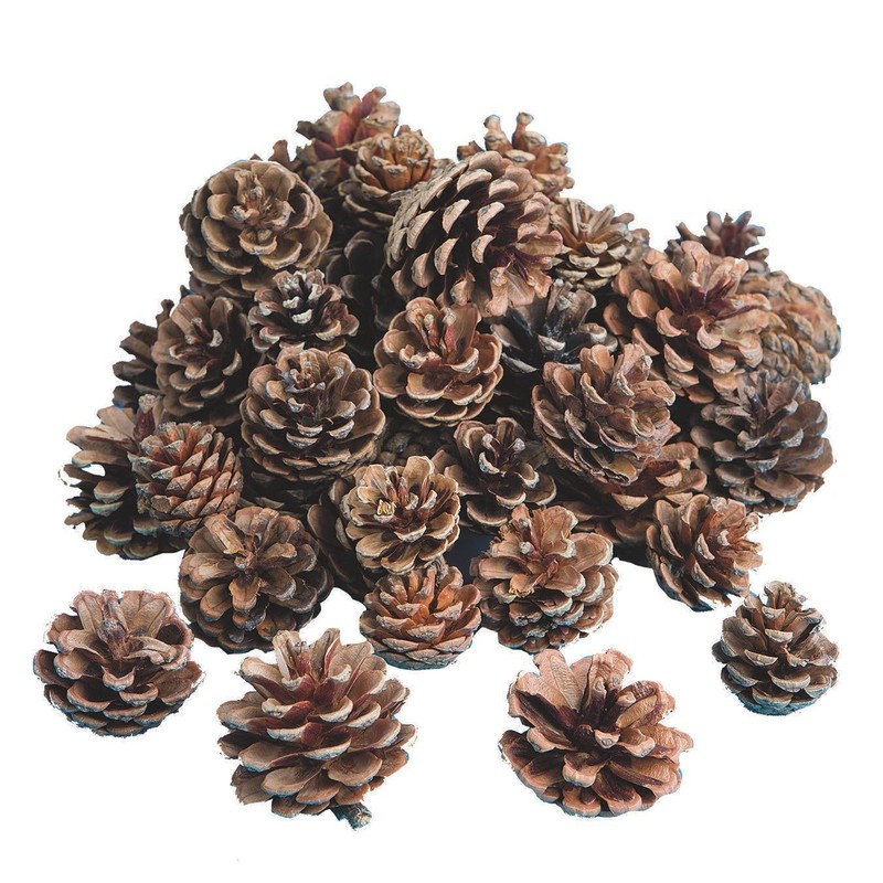Natural Pine Cones