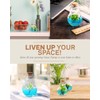 Venus Fly Trap, Grow Your Own Venus Flytrap in a