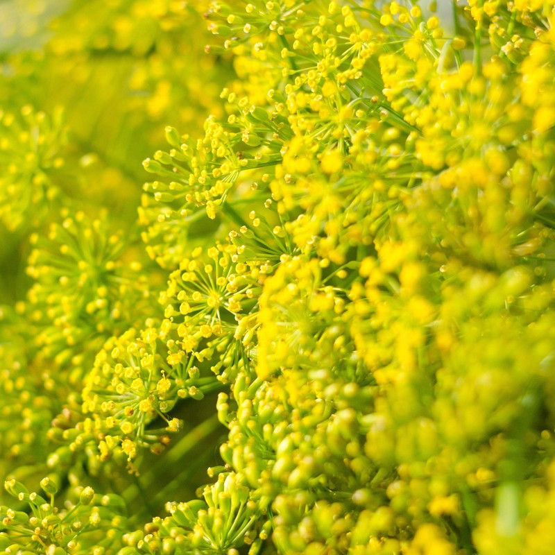 Outsidepride Dill Seed - 1 Ounce