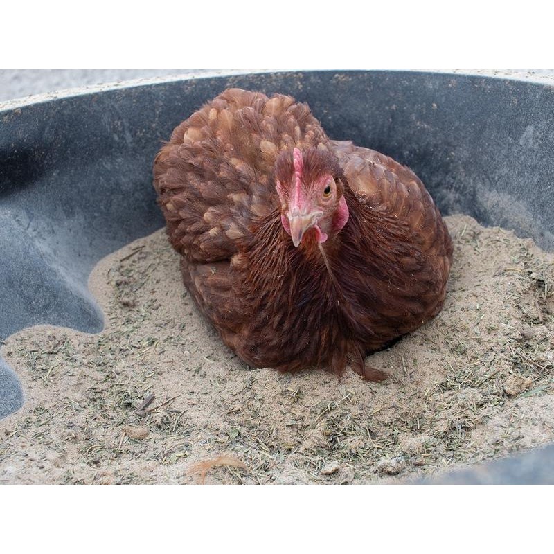 Pampered Chicken Mama's Bathing Dust With Herbs! - size: 5