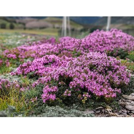 10000+ Mix Creeping Thyme Seeds Wild Creeping Thyme Seeds for Planting (Thymus serpyllum) Open Pollinated Ground Cover Seeds Easy to Grow (Thymus serpyllum)