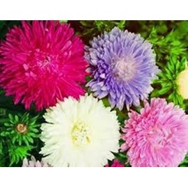 Aster, Giants of California 100 Seeds Beautiful Vivid Bright Blooms