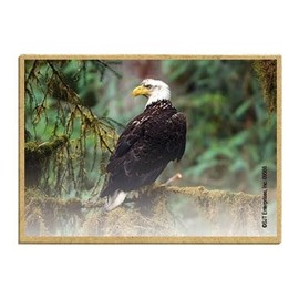 Wildlife Photography Magnet Series – Eagle on Branch Rustic Nature Photography Magnets for Fridge, Office, Cooler, Cabin Decor 2.5 x 3.5 inch (SJT09586)