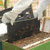 witbee 20-Pack Deep Brood Plastic Bee Hive Frames with Beeswax