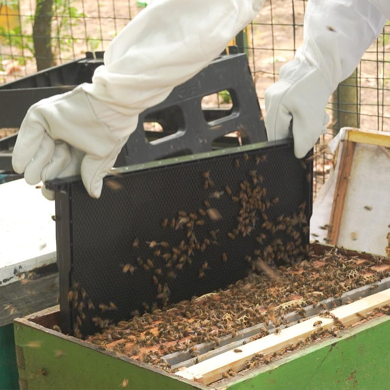 witbee 20-Pack Deep Brood Plastic Bee Hive Frames with Beeswax