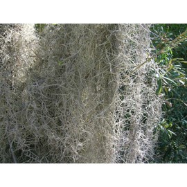 Fresh Spanish Moss for Crafts, displays, Costumes, and Floral Arrangements … (28lb)