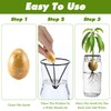 Tyqour 3 Pcs Avocado Tree Growing Kits - Avocado Seed