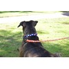 Paws and Pups Durable 6ft Nylon Dog Leash with Neoprene