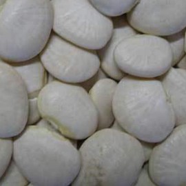 King of The Garden Pole Lima - 1 OZ ~25 Seeds - Heirloom, Open Pollinated, Non-GMO, Farm & Vegetable Gardening Seeds