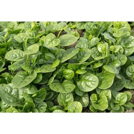 100 Malabar Spinach Seeds – Rau Mồng Tơi – Basella Alba – Climbing Spinach – Organic, Non-GMO, Heirloom – Fast-Growing, Heat-Tolerant, Perfect for Trellises & Home Gardens