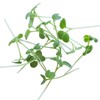 Green Mustard Microgreens Seeds - 1 Oz ~18,000 Seeds -