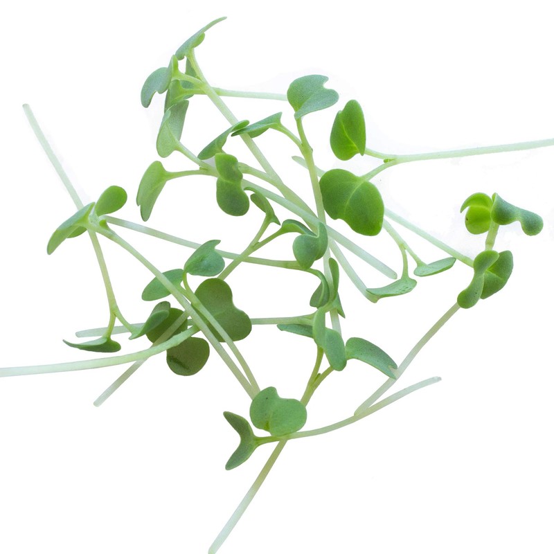 Green Mustard Microgreens Seeds - 1 Oz ~18,000 Seeds -