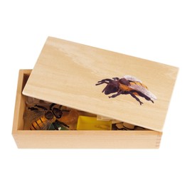 TimeTEX - Life cycle of a honey bee | In wooden box "Montessori Premium" | To illustrate the development process of a honey bee | Dimensions of the wooden box: 23.1 x 12.1 x 5.6 cm