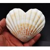 Set of 3 Heart Shaped Natural Scallop Shells (4") Beach