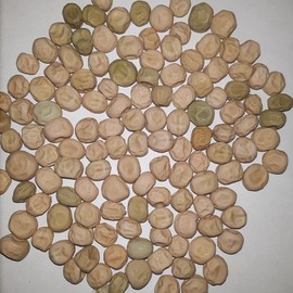 PAPAW'S GARDEN SUPPLY LLC. Helping The Next Generation Grow! Tall Wando Bush Pea Seeds, Non-GMO, 1 Pack of 200 Vegetable Seeds