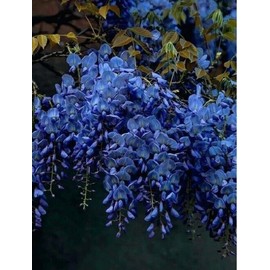 Toadstool Seeds 5 Dark Blue Chinese Wisteria Seeds Vine Climbing Flower Perennial Rare 571 USA