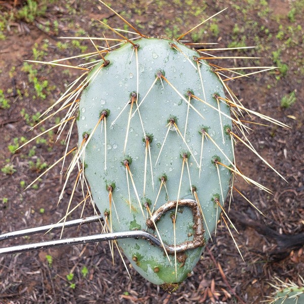 Opuntia engelmannii Pad Cutting Cacti Cactus Succulent Real Live Plant