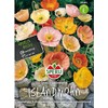 Sperli Flower Seeds Icelandic Poppy Magic Game, Green