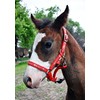 Start ILoveMyMini Foal Noseband Adjustable on Chin & Headpiece Foal