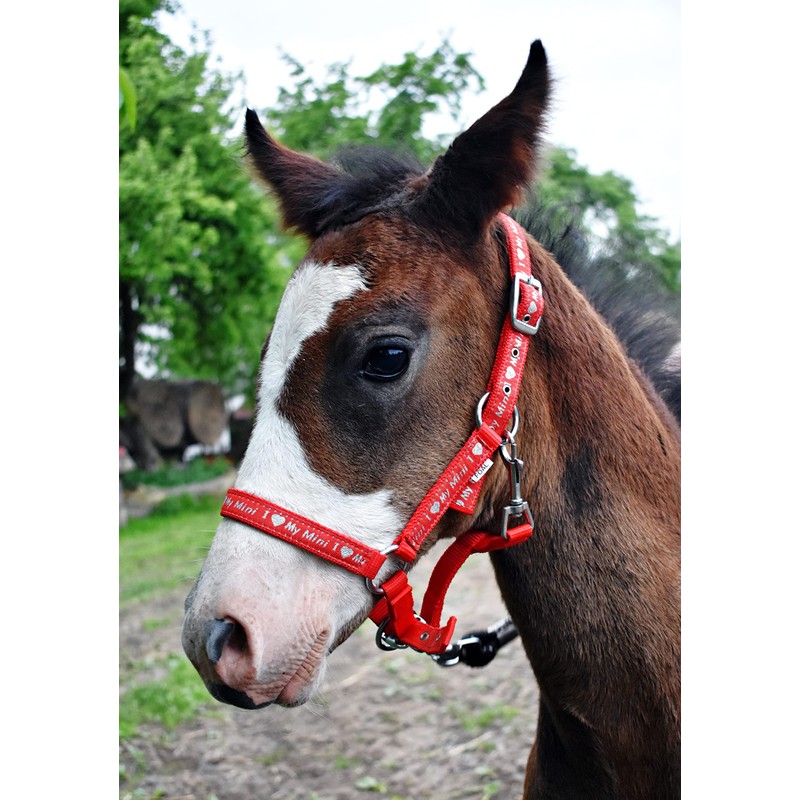 Start ILoveMyMini Foal Noseband Adjustable on Chin & Headpiece Foal