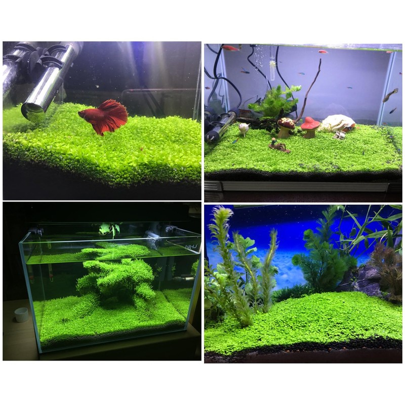 MISUHALOU 2 Pack Aquarium P-l-a-n-t S-e-e-ds for Fish Tank (0.35