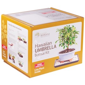 Brussel's Live Hawaiian Umbrella Indoor Bonsai Tree Kit - 3 Years Old; 8" to 10" Tall with Decorative Container