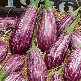 Galaxy of Stars Eggplant Seeds - 2 g Packet ~450 Seeds - Non-GMO - Vegetable Garden - Solanum melongena
