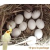 Solid Plastic Eggs - Parrot Bird Hatching Replacing Eggs for