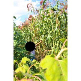 TomorrowSeeds - Red Broom Corn Seeds - 375+ Count - for 2025 Planting Sorghum Bicolor Mixed Millet Giant Fall Decoration Flower Grain Tassel Grow Your Own Home Farm Patio Healthy Sustainable Living