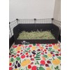 Hayzee Solid - Guinea Pig Litter Box - Hay Holder