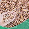 Succulent Rocks for Plants Tiny Pebbles for Planters 4.8LB Pea