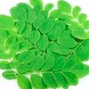 모링가건초(200g) 인도네시아 말린 모링가잎 한방차 건강차 건초 Moringa Hay (200g)