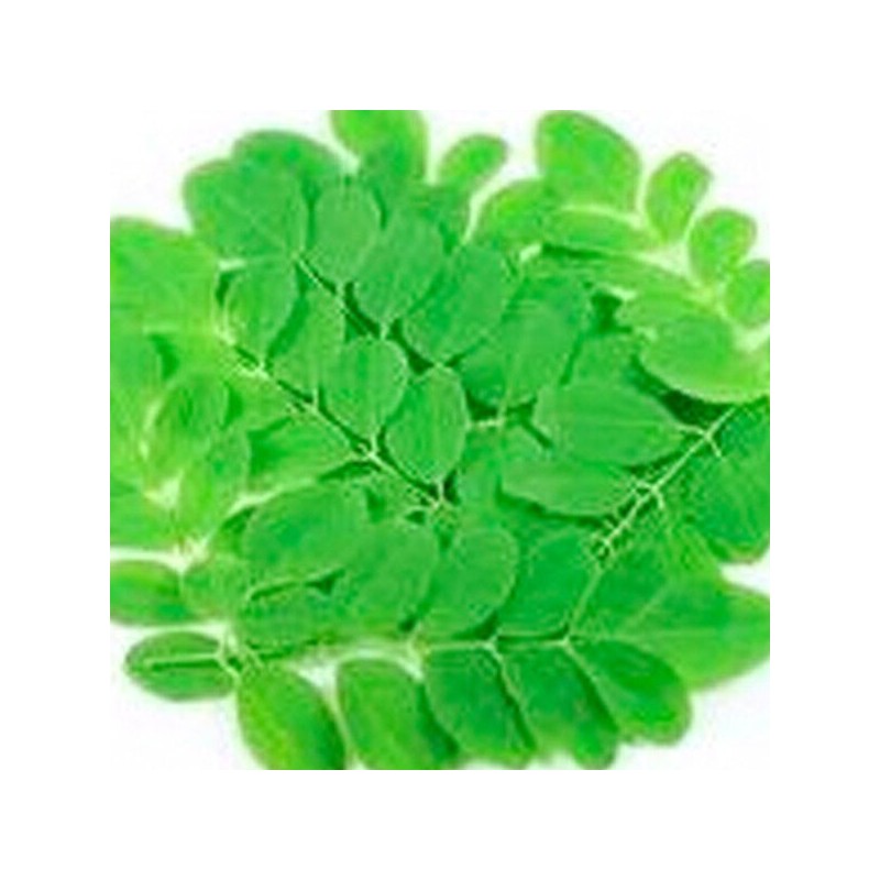 모링가건초(200g) 인도네시아 말린 모링가잎 한방차 건강차 건초 Moringa Hay (200g)