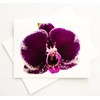 Sunshine Expressions Blooming Flowers - Phalaenopsis Orchid - Photographic High-End