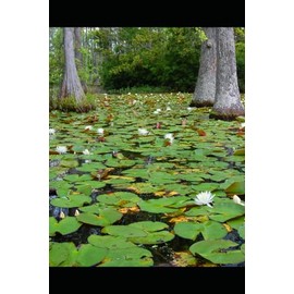 A Rainbow-Colored Notebook for Creative Minds