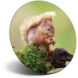 Destination Vinyl ltd Magnet for Refrigerator, Fridge - Cute Red Squirrel Garden Animal for Office, Cabinet and Whiteboard, Magnetic Stickers, 15791