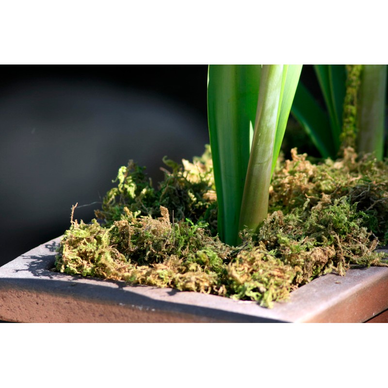 SuperMoss 23820 Mountain Moss Green Sphagnum, Mini Bale, Natural Dried