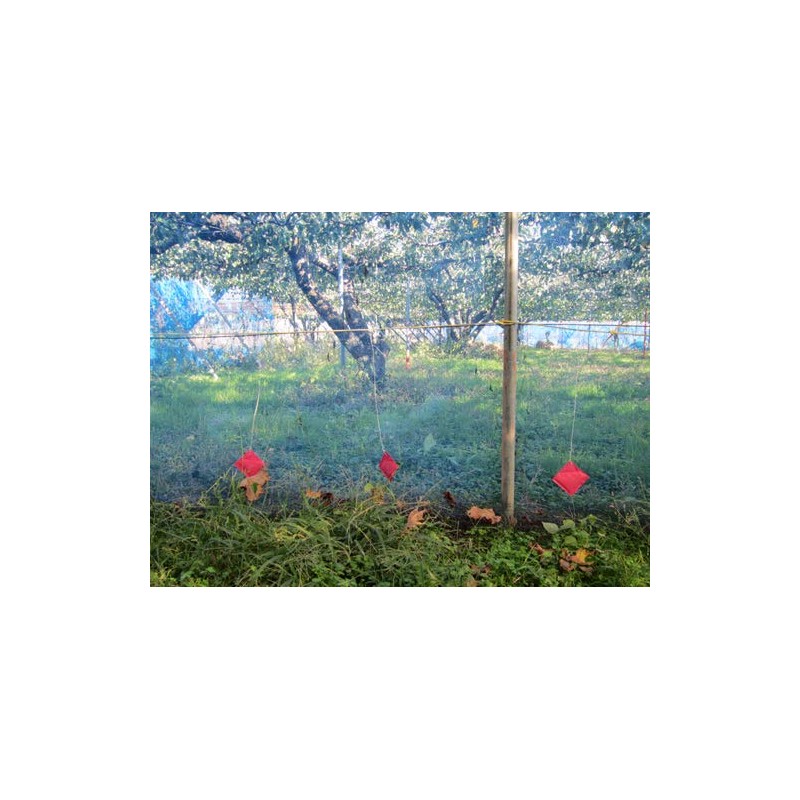 hakubisin・araiguma Escaping? Set of 5 Ke – 003