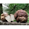 SeedsUP - 100+ White Truffle Mushrooms Mycelium Spawn Spores -