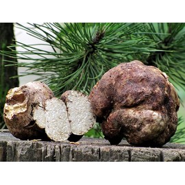 SeedsUP - 100+ White Truffle Mushrooms Mycelium Spawn Spores - Mushroom Gray