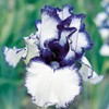 35pcs Rare Heirloom Iris Seeds - Beautiful and Colorful Blooms
